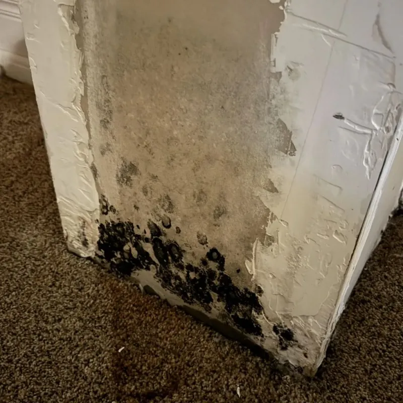Professional Mold Removal in Martins Ferry, OH